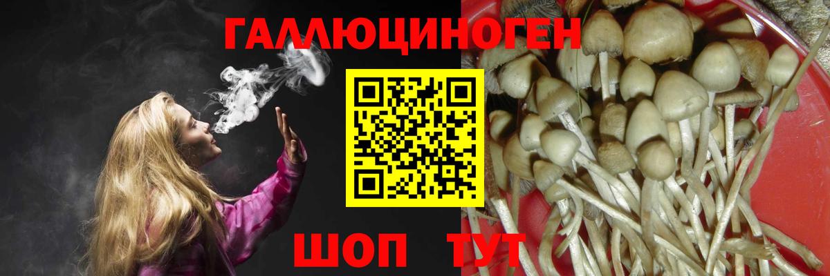 Торжок  Галлюциногенные грибы Cubensis  Вход с VPN 